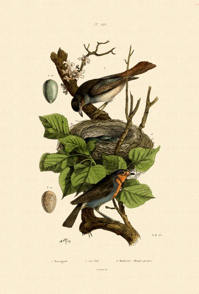 Nightingale by French School